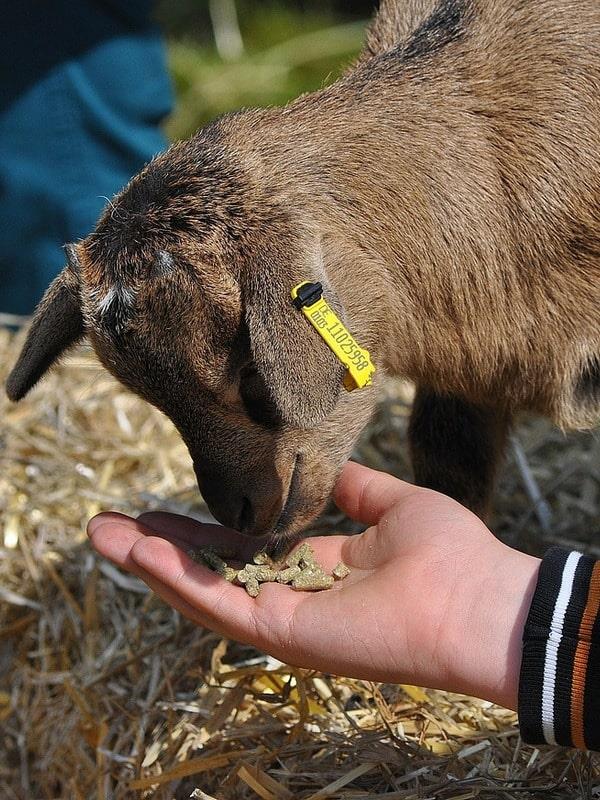 Feeding Animals Short Course